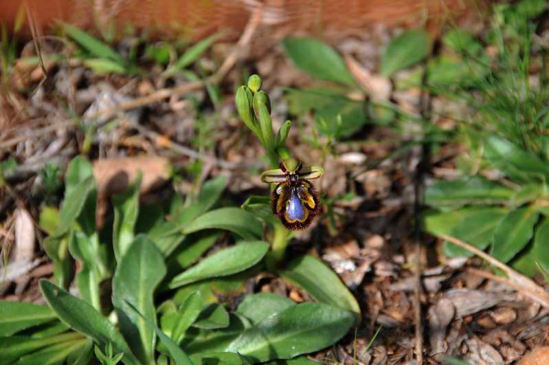 Orchidea 01